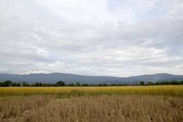 Fototapeta premium Rice field in Laos