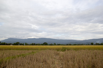 Rice field in Laos