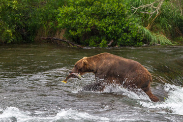 Grizzly bear in Alaska Katmai National Park hunts salmons (Ursus arctos horribilis)