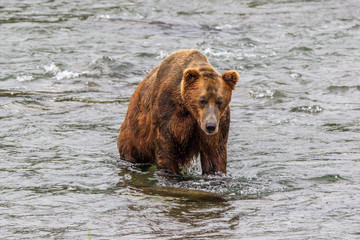 Plakat Grizzly bear in Alaska Katmai National Park hunts salmons (Ursus arctos horribilis)