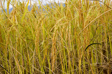 Rice field in Laos