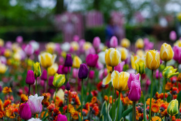 Obraz premium Colorful tulips in garden, Netherlands