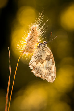 Medioluto mariposa blanca en el atardecer posada sobre una rama con aros de luz bonitos y preciosos