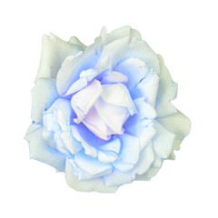 white rose flower on a white background