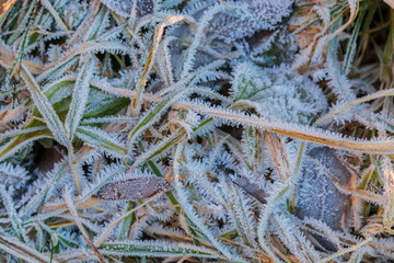Frost on the green grass