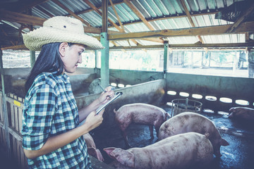 Fototapeta premium Veterinarian working on check and manage at agriculture farm ;woman inspecting pork plant and inspecting pig
