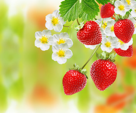 summer sweet garden fresh  strawberries