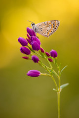 Princesa color morado rosa preciosa bonita verde rama mariposa puntos negros