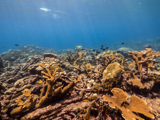 Seascape of coral reef in Caribbean Sea around Curacao at dive site Barracuda Point  with elkhorn coral