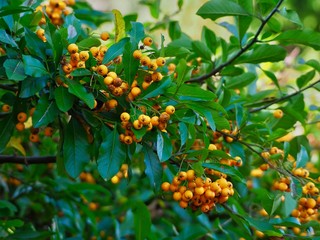 Pyracantha 