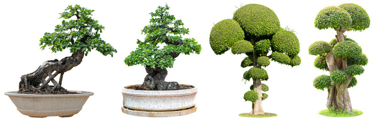 Bonsai trees isolated on white background. Its shrub is grown in a pot or ornamental tree in the garden.