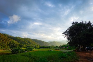 The sunshine behind the big tree 