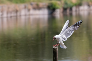 mouette