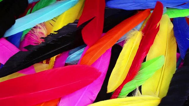 Uv colors. Colored bird feathers glowing in dark uv light decoration