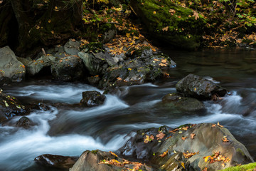 Fototapeta na wymiar Leaves, boulders, and cascades, Hama Hama River, Olympic National Forest, Washington