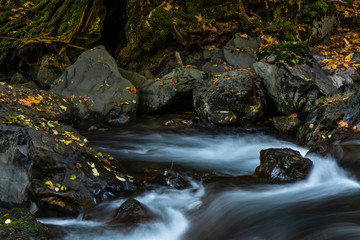 Fototapeta na wymiar Leaves, boulders, and cascades, Hama Hama River, Olympic National Forest, Washington