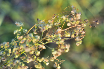 dry grass and flowers