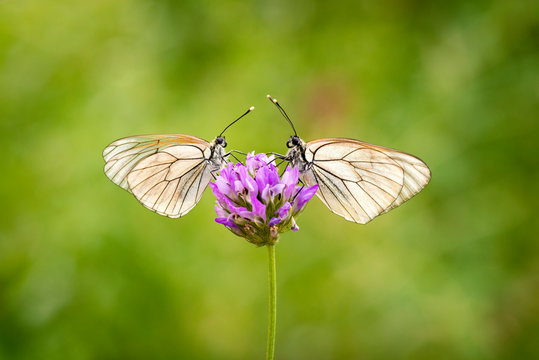 Pareja de mariposas en una misma flor mirándose y comiendo.