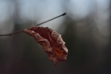 leaf on black background