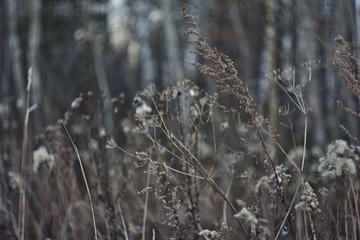 dry grass and flowers