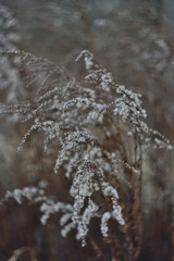 dry grass and flowers