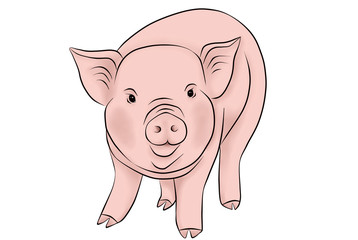 Pig