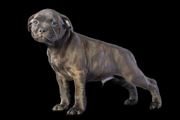 Fototapeta premium cute brown english staffordshire bull terrier puppy looking up on dark background, close-up 