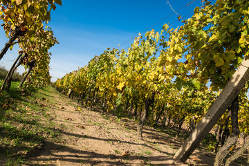 Fototapeta na wymiar Rows of vineyard after harvesting in Slovakia. Perspective view