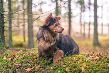 Portrait of dog in forest.