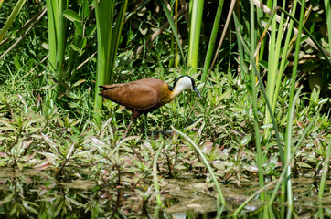 Jacana à poitrine dorée,.Actophilornis africanus, African Jacana