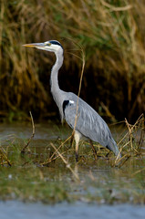 Heron cendré; Ardea cinerea, Grey Heron