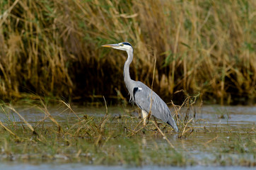 Heron cendré; Ardea cinerea, Grey Heron
