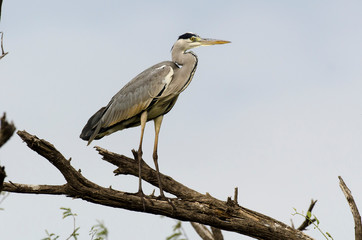 Heron cendré; Ardea cinerea, Grey Heron
