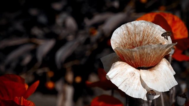 Flowers, contrasts of nature.A light wind blows the poppy bud.The flower is odorless.Reflection of light in the poppy petals.