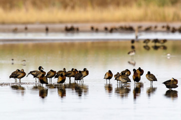 Dendrocygne veuf,.Dendrocygna viduata, White faced Whistling Duck