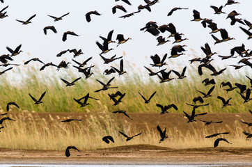 Dendrocygne veuf,.Dendrocygna viduata, White faced Whistling Duck