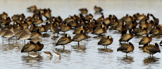 Dendrocygne veuf,.Dendrocygna viduata, White faced Whistling Duck