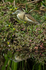 Crabier chevelu,.Ardeola ralloides, Squacco Heron