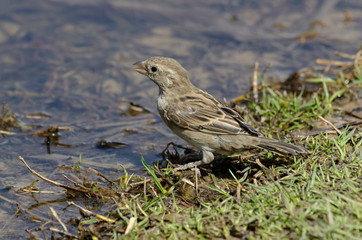 Combassou du Sénégal, femelle,.Vidua chalybeata, Village Indigobird