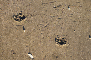 Picture of the footprints of a dog.