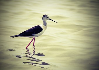 bird called Black-winged stilt with a long beak in the marshy wa