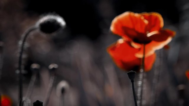Panoramma, frontal impact.Transparent red in the poppy petals.A light wind blows the poppy bud.The flower is odorless.Reflection of light in the poppy petals.