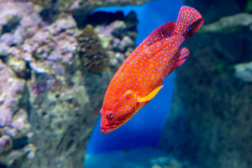 Obraz premium Coral Grouper. The body color of the fish is red , covered with pale lilac dots, and each dot has a dark border.