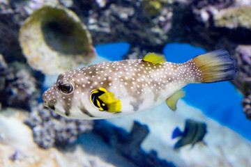 Starry Blowfish (puffer fish). It has a white or grayish color. The whole body is strewn with...