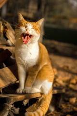 A domestic cat sits and yawning