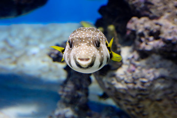 Starry Blowfish (puffer fish). It has a white or grayish color. The whole body is strewn with...