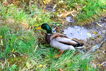 duck on grass