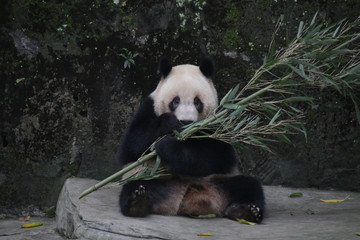 Obraz premium Close up Giant Panda Eating Bamboo, Chongqing, China
