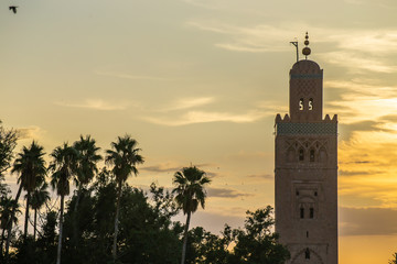 Obraz premium Sunset, palms with Koutoubia Mosque minaret (Djemma el Fna tower) in old medina of Marrakech, Morocco. Touristic place in Marrakesh used by local people as square or market place. 