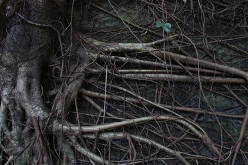 Close up roots of a tree